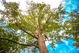 Best Lawn Pest Prevention  in Tn Lakes, WI