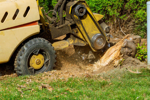 Best Tree Maintenance Programs  in Tn Lakes, WI