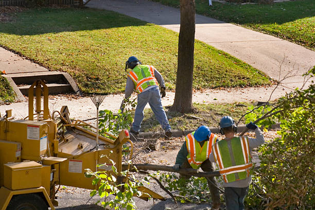Best Lawn Renovation and Restoration  in Tn Lakes, WI