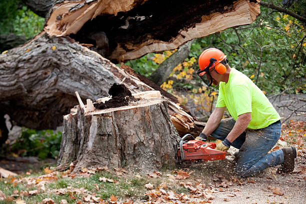 Best Stump Grinding and Removal  in Tn Lakes, WI