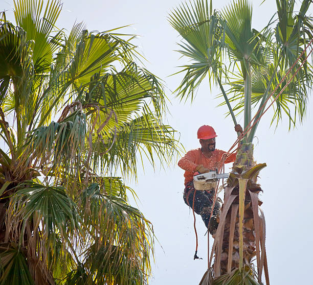  Tn Lakes, WI Tree Services Pros