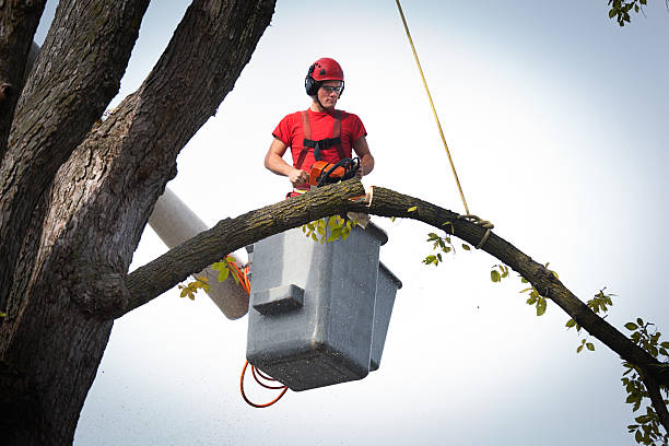 Best Root Management and Removal  in Tn Lakes, WI