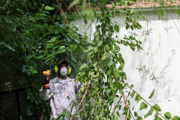 Best Tree and Shrub Care  in Tn Lakes, WI