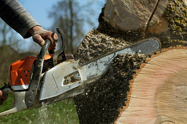 Best Commercial Tree Services  in Tn Lakes, WI