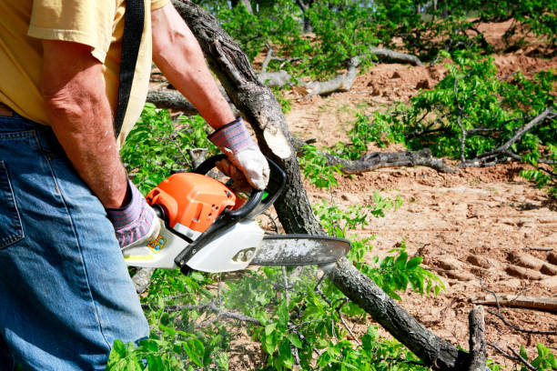 Best Palm Tree Trimming  in Tn Lakes, WI