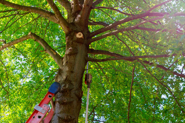 Best Utility Line Clearance  in Tn Lakes, WI